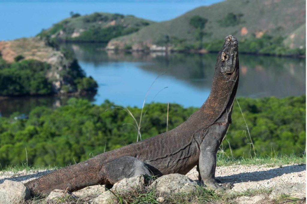 Keindahan Taman Nasional Komodo yang Bisa Memikat Wisatawan