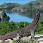 Keindahan Taman Nasional Komodo yang Bisa Memikat Wisatawan