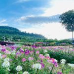 Keindahan Agrowisata Narmada Botanic Garden Di Lombok