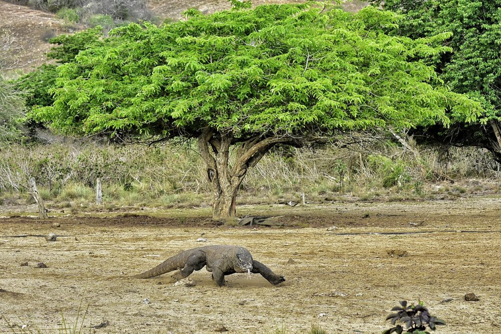 Beberapa Alasan Mengapa Taman Nasional Komodo Dikunjungi