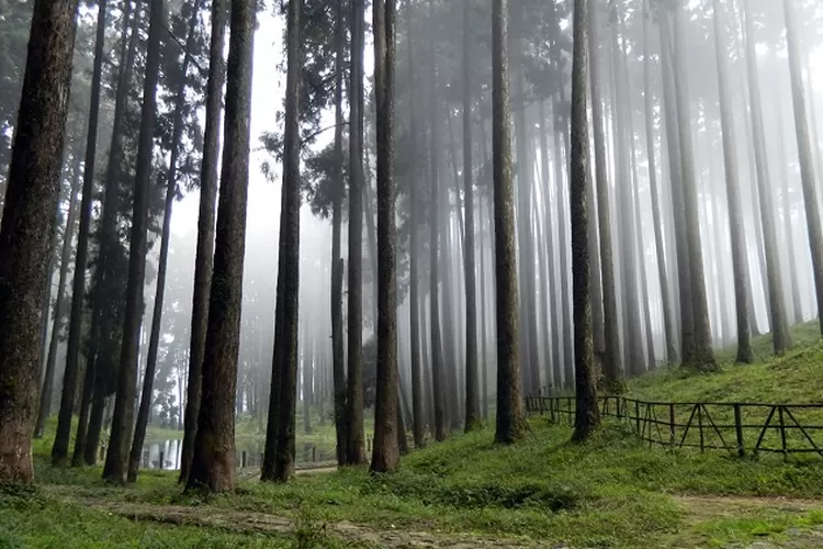 10 Taman Nasional di Indonesia dengan Segala Keindahannya