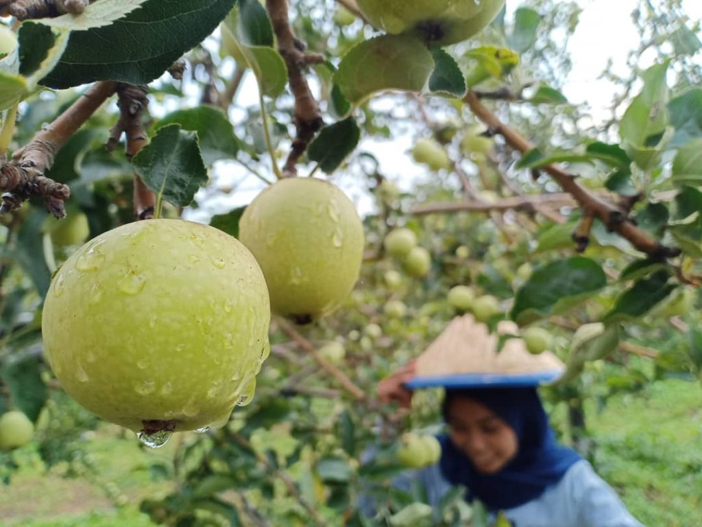 Pesona Kusuma Agrowisata Batu Malang Yang Tak Diragukan