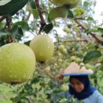 Pesona Kusuma Agrowisata Batu Malang Yang Tak Diragukan