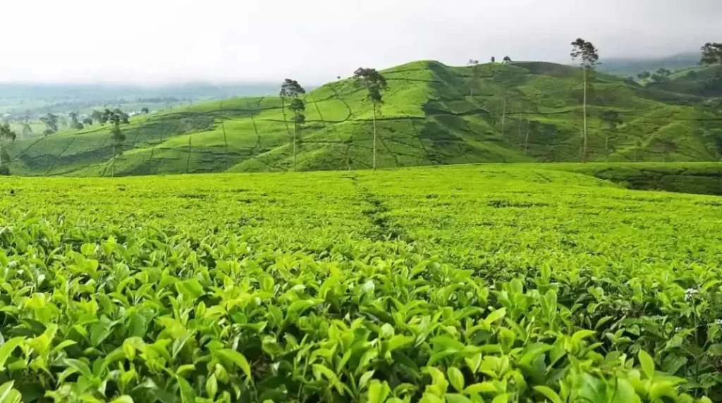 Nikmati Agrowisata Seru dengan Pilihan Agro Tour Terbaik