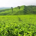 Nikmati Agrowisata Seru dengan Pilihan Agro Tour Terbaik