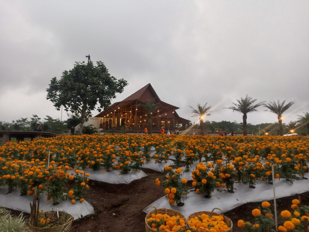 Potensi Agrowisata Tamansari Bali dengan Pengalaman Seru dan Unik