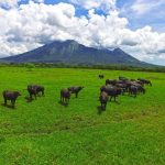 Upaya Konservasi di Taman Nasional Indonesia