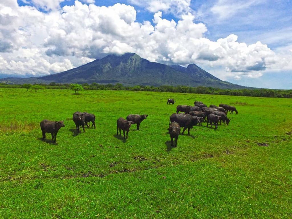 Upaya Konservasi di Taman Nasional Indonesia