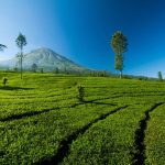 Panduan dan Tips Menghindari Kesalahan Memilih Agrowisata