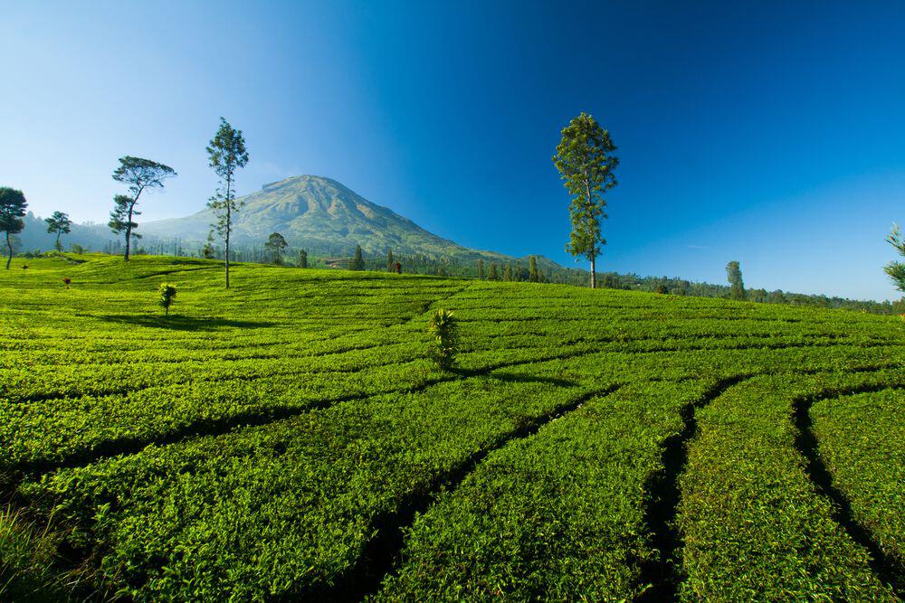 Panduan dan Tips Menghindari Kesalahan Memilih Agrowisata