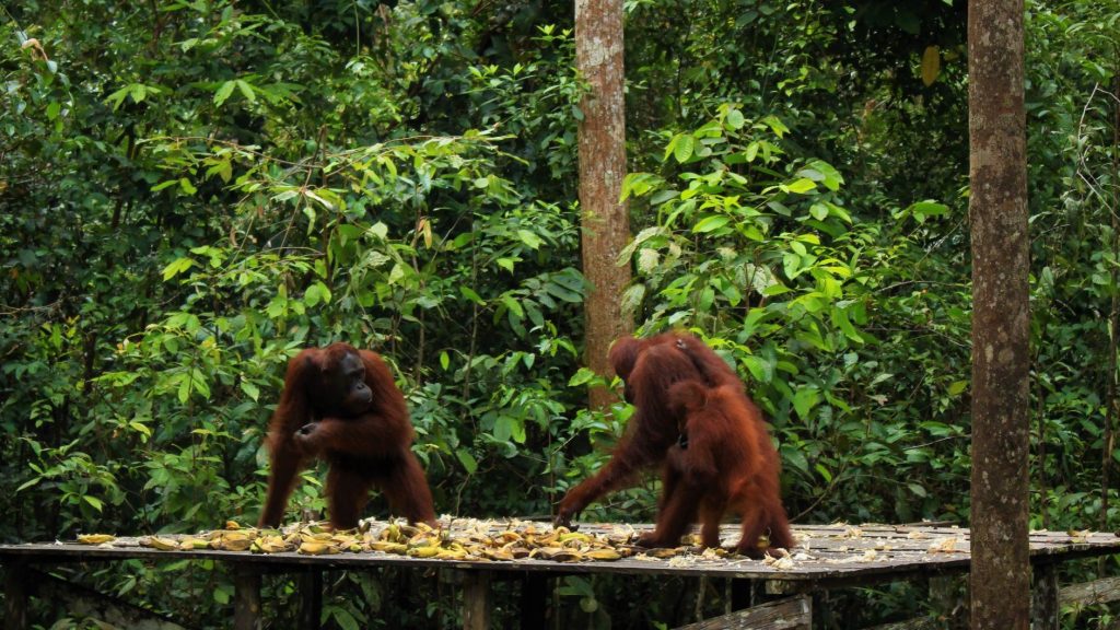 Menjelajah Taman Nasional di Indonesia yang Terkenal di Dunia