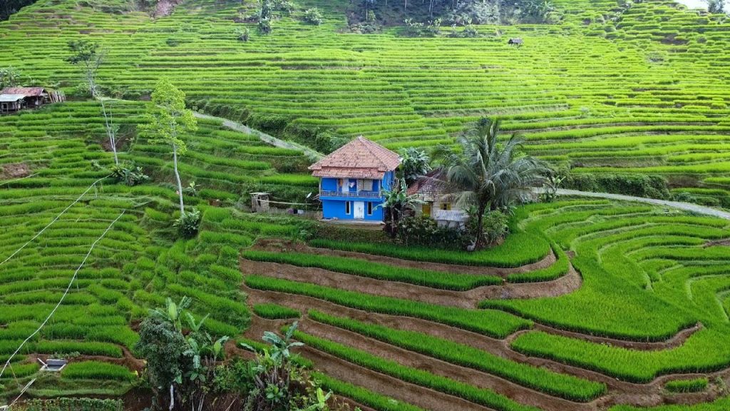 Agrowisata Jawa Barat Untuk Healing Bersama Keluarga