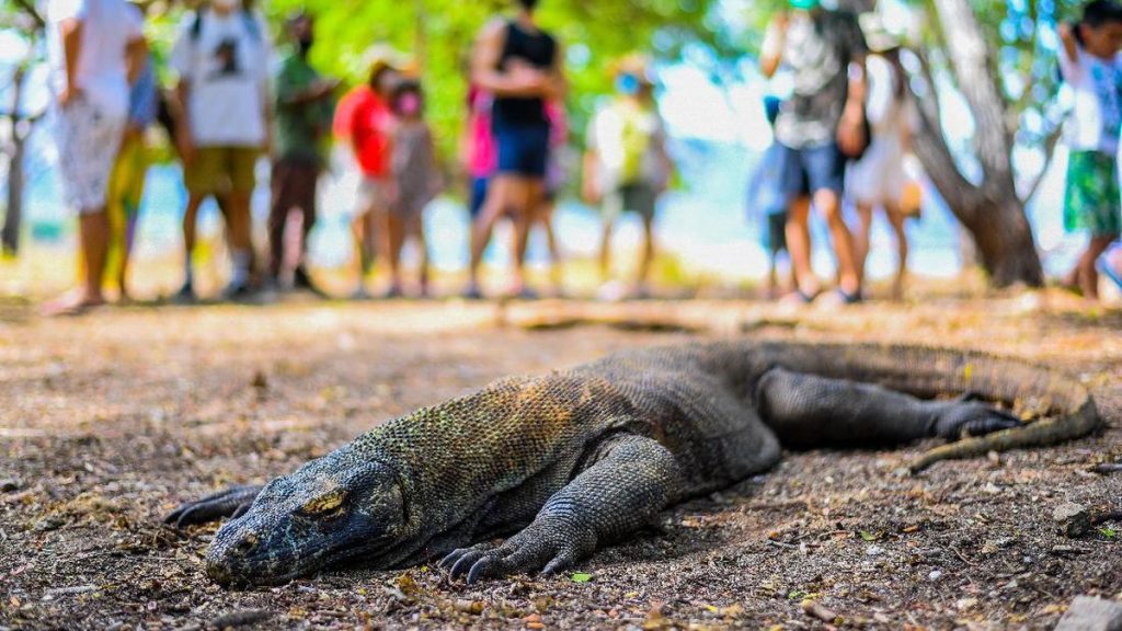 Taman Nasional Komodo sebagai Cagar Budaya Terbaik