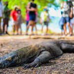 Taman Nasional Komodo sebagai Cagar Budaya Terbaik