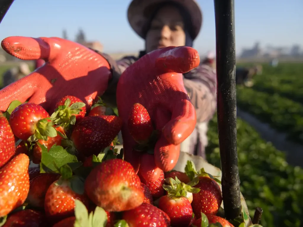 Menikmati Kesegaran Buah Di Agrowisata Vin’s Berry Park