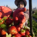 Menikmati Kesegaran Buah Di Agrowisata Vin’s Berry Park