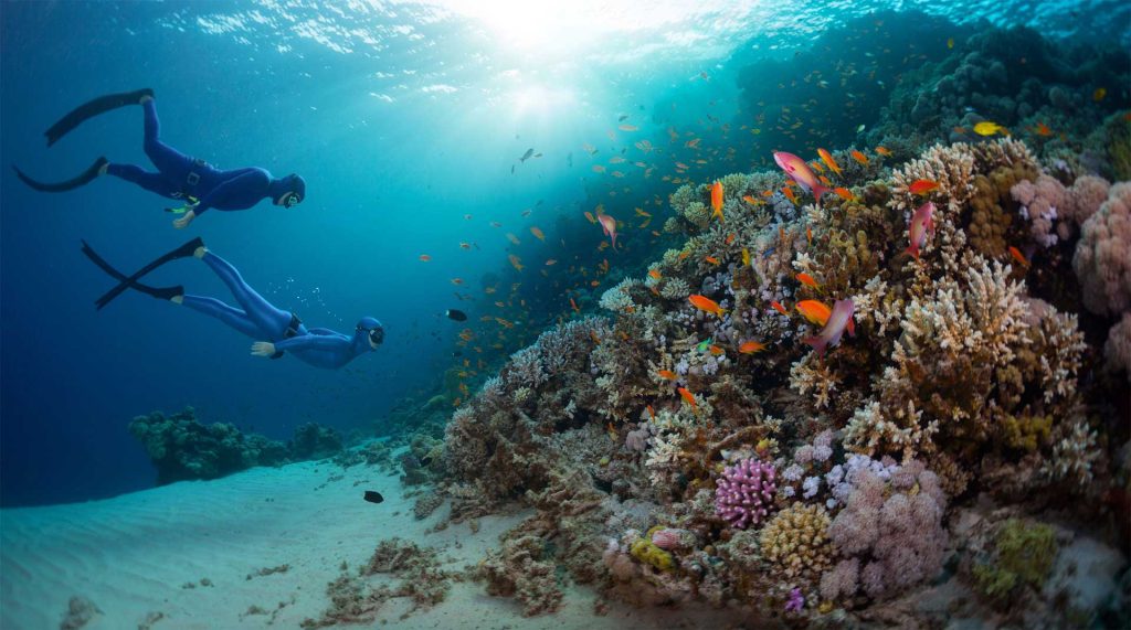 Deretan Taman Nasional Laut yang Cocok Jadi Spot Diving Terbaik