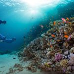 Deretan Taman Nasional Laut yang Cocok Jadi Spot Diving Terbaik