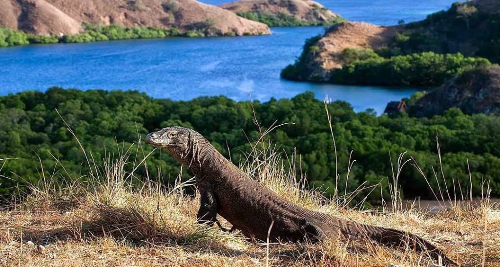 Taman Nasional Komodo Dengan Flora Dan Fauna