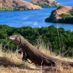 Taman Nasional Komodo Dengan Flora Dan Fauna