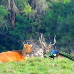 Panduan Wisata Taman Nasional Alas Purwo Banyuwangi