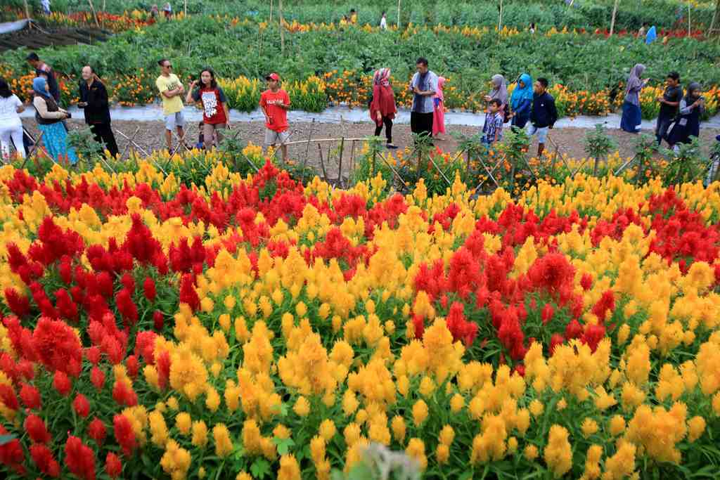 Rekomendasi Dan Manfaat Agrowisata Untuk Anak