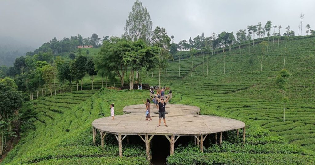 Kunjungi Agrowisata Kebun Teh Sidamanik Seru!