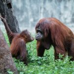 Taman Nasional di Kalimantan yang Menarik untuk Dikunjungi