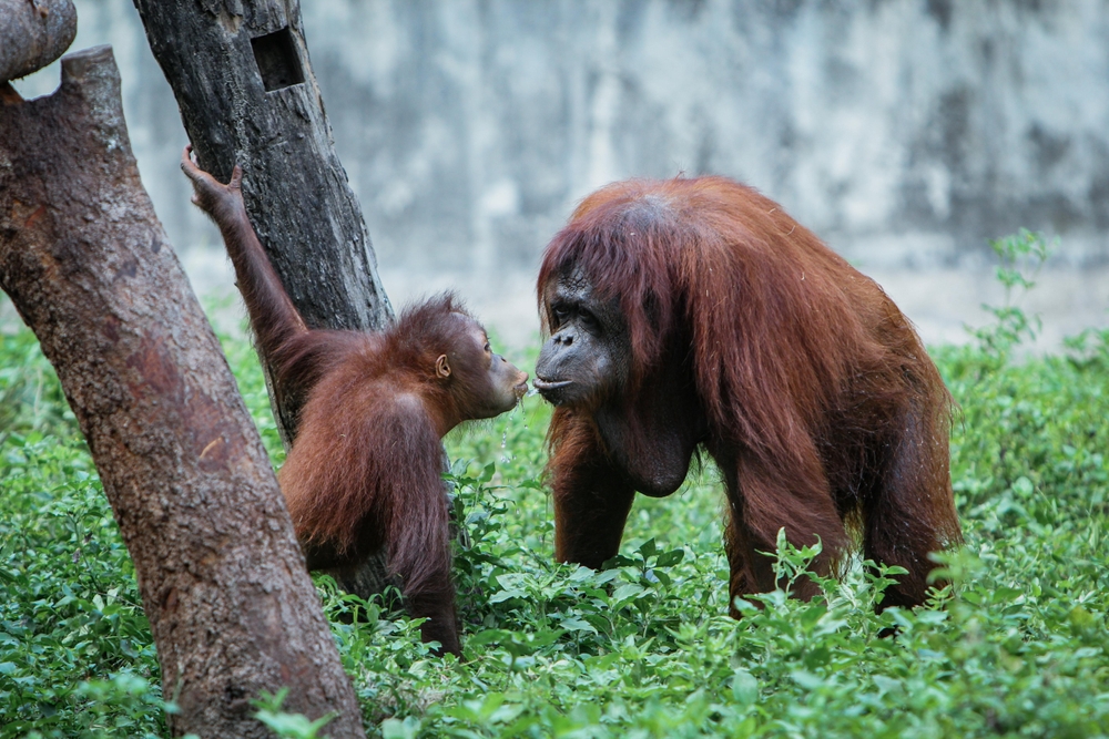 Taman Nasional di Kalimantan yang Menarik untuk Dikunjungi