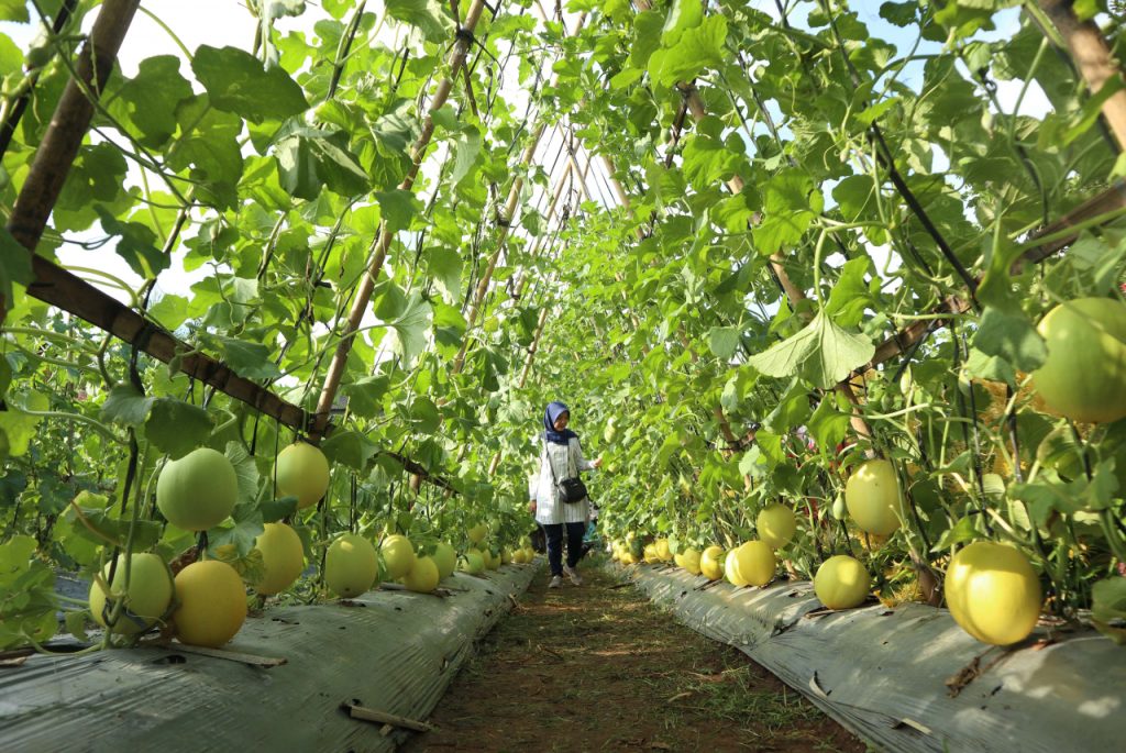 Mengenal Agrowisata Pasar Tani Dan Manfaatnya