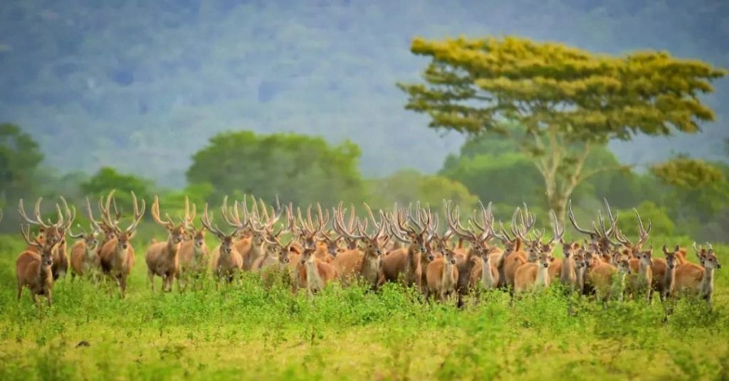 Taman Nasional di Pulau Jawa, Hadirkan Pesona Keindahan