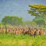 Taman Nasional di Pulau Jawa, Hadirkan Pesona Keindahan