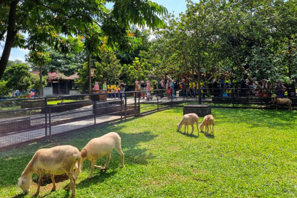 Berwisata Agro Ke Kuntum Farmfield Bogor