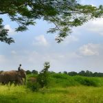 Taman Nasional di Indonesia yang Memberikan Pengalaman Seru