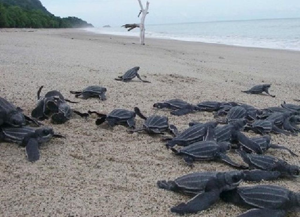 Kunjungi Keindahan Pantai Di Riau Dan Nikmati Pesonanya!