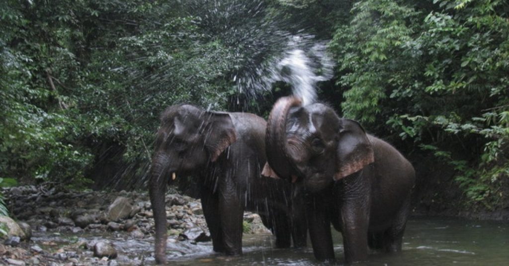 Daya Tarik Hingga Fasilitas di Taman Nasional Way Kambas