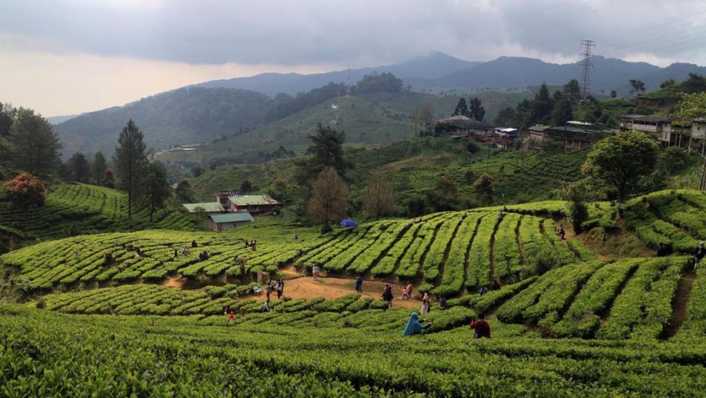 Agrowisata Di Indonesia Dan Potensinya Untuk Berkembang