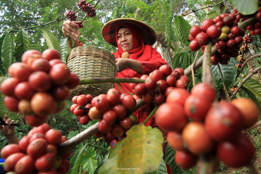 Jelajahi Agrowisata Kebun Kopi Blangpidie – Pesona Aceh