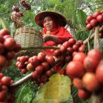 Jelajahi Agrowisata Kebun Kopi Blangpidie – Pesona Aceh