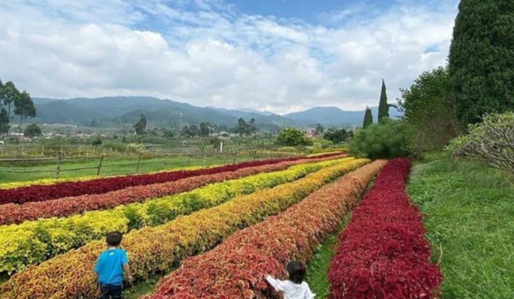 Deretan Agrowisata Indah di Kota Bandung Cocok Dikunjungi Saat Liburan