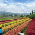 Deretan Agrowisata Indah di Kota Bandung Cocok Dikunjungi Saat Liburan