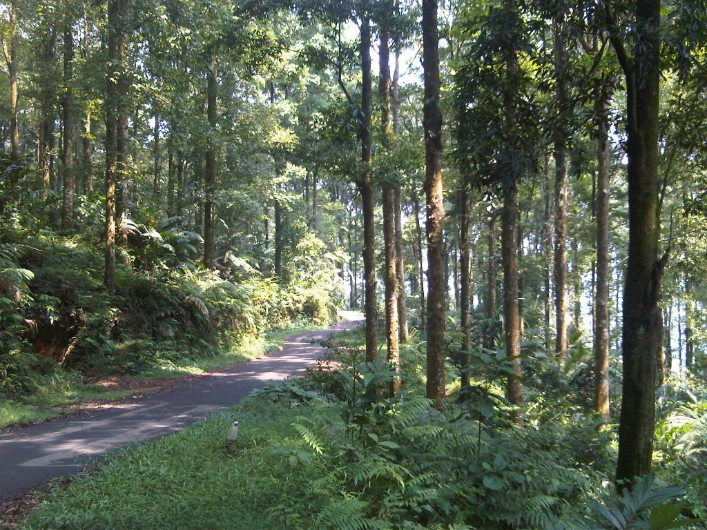 Taman Nasional di Jawa Barat yang Wajib untuk Kamu Eksplorasi