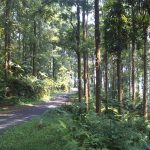 Taman Nasional di Jawa Barat yang Wajib untuk Kamu Eksplorasi