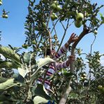 Nikmati Petik Buah di Agrowisata Situ Bolang Indramayu