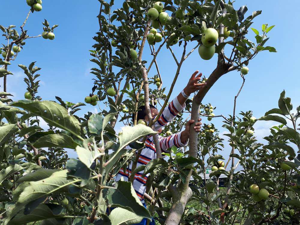 Nikmati Petik Buah di Agrowisata Situ Bolang Indramayu