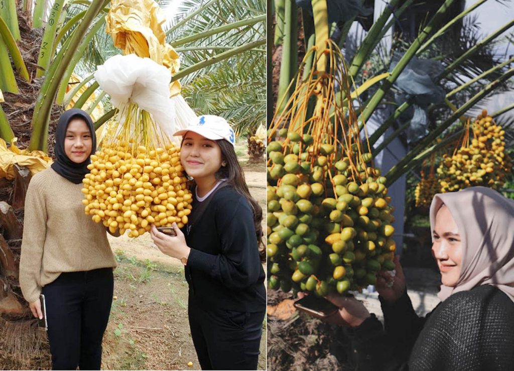 Agrowisata Petik Kurma di Desa Kutambaru, Sumatra Utara