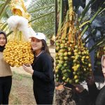 Agrowisata Petik Kurma di Desa Kutambaru, Sumatra Utara