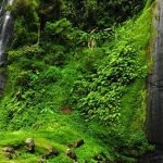 Libur Sekolah Sudah Tiba Saatnya Berwisata Destinasi Air Terjun Terindah Di Jawa Timur!