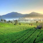 10 Agrowisata Nusantara, Pilihan Liburan Seru dan Mendekatkan ke Alam