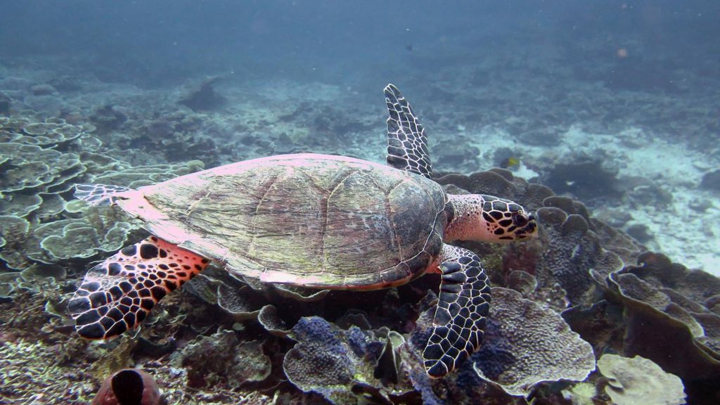 Petualangan ke Pantai Indonesia yang Menjadi Habitat Penyu Langka